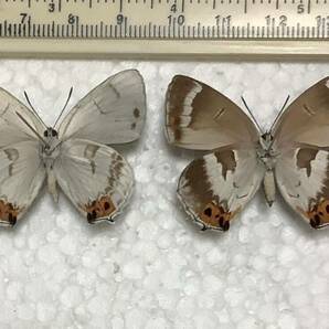 蝶標本 キリシマミドリシジミ ペア 静岡県産の画像2