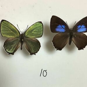 蝶標本 キリシマミドリシジミ ペア 静岡県産の画像1