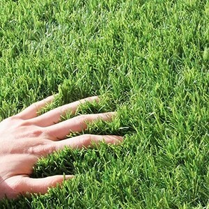 [ free shipping ] chest. gen artificial lawn roll high density high endurance lawn grass height 35mm 1m×20m artificial lawn raw mat U character pin 24 pieces attaching summer color green 