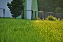 ミルキープリンセス　群馬で夏の太陽と雷雨を受けて育ったお米です　30Kg　農薬1回　肥料はレンゲ草　引き取り限定_画像2