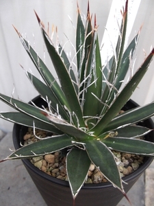 『アガベ・シジゲラ・ホワイトストライプ＊Agave filifera subsp. schidigera white stripe』3.5号　