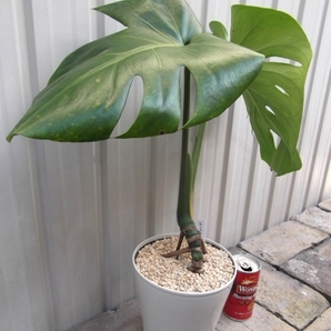 現物出品【モンステラ・デリシオサ 根上り＊Monstera deliciosa】５号の画像3