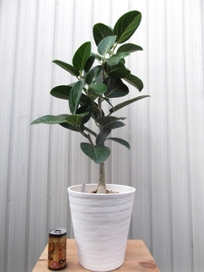 現物出品【フィカス・ベンガレンシス・オードリー＊Ficus benghalensis Audrey】７号　