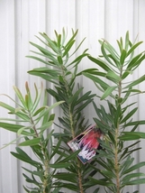 現物出品【プロテア・ネリーフォリア 90cm＊Protea neriifolia】６号　_画像3