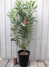 現物出品【プロテア・ネリーフォリア 90cm＊Protea neriifolia】６号　_画像2