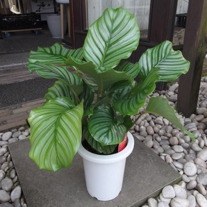 現物出品【カラテア・オルビフォリア＊Calathea orbifolia】７号 の画像1