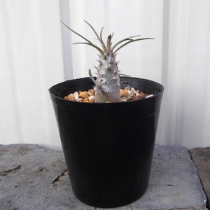 現物出品【パキポディウム・グラキリス＊Pachypodium rosulatum ssp. gracilius】2.5号　