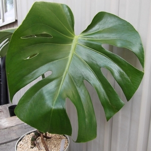 現物出品【モンステラ・デリシオサ 根上り＊Monstera deliciosa】５号の画像4