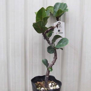 現物出品【フィカス・リラータ・バンビーノ 螺旋幹＊Ficus lyrata Bambino】４号