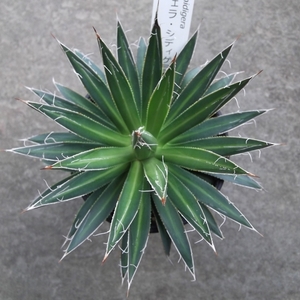 『アガベ・フィリフェラ・シジゲラ＊Agave filifera subsp. schidigera』3.5号　写真同等品　