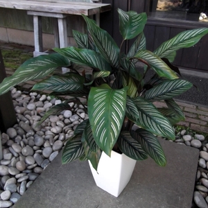 現物出品【カラテア・リネアータ＊Calathea Ornata Rineata】７号