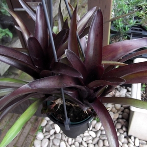 現物出品【ネオレゲリア・ディアブロ・ネグロ 吊り＊Neoregelia diablo negro】４号