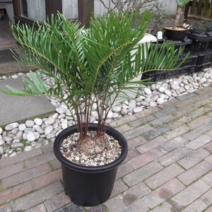 現物出品【ザミア・フロリダーナ＊Zamia floridana】９号　