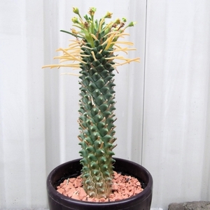 『ユーフォルビア・ブルーシャトウ＊Euphorbia hybrid Blue Chateau』３号　写真同等品