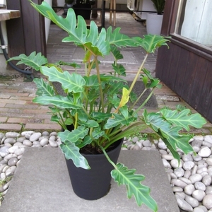 現物出品【フィロデンドロン・ザナドゥ＊Philodendron xanadu＊クッカバラ】７号　