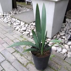 写真現物【サバルヤシ＊Sabal palmetto Lodd＊パルメットヤシ】５号