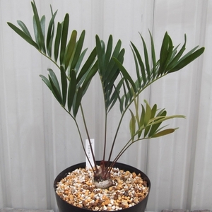 現物出品【ザミア・フロリダーナ＊Zamia floridana】５号　