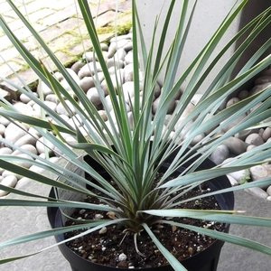 現物出品【ユッカ・ロストラータ＊Yucca rostrata】７号　