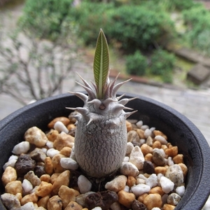 現物出品【パキポディウム・ロスラーツム＊Pachypodium rosulatum】2.5号　