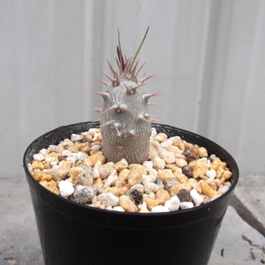 現物出品【パキポディウム・カクチペス（実生）＊Pachypodium cactipes】2.5号　