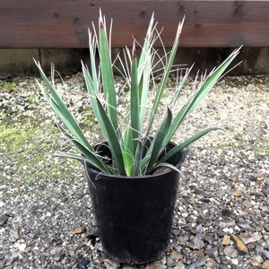 現物出品【ユッカ・カルネロサーナ＊Yucca carnerosana】７号　