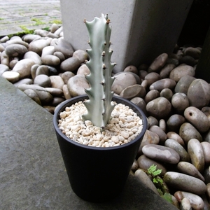 現物出品【ユーフォルビア・ホワイトゴースト＊Euphorbia lactea White Ghost】３号