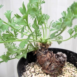 現物出品【ペラルゴニウム・アッペンディクラツム＊Pelargonium appendiculatum】３号