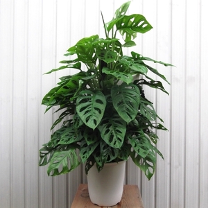 現物出品【マドカズラ 100ｃｍ＊Monstera friedrichsthalii】８号　