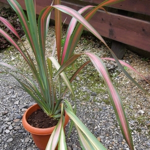 現物出品【ニューサイラン・ジェスター＊Phormium】７号　