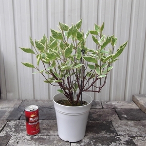 現物出品【コルヌスアルバ・ミラクル＊Cornus alba Miracle＊サンゴミズキ】５号