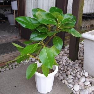 現物出品【フィカス・アルテシマ・ゴールド＊Ficus altissima gold】７号　