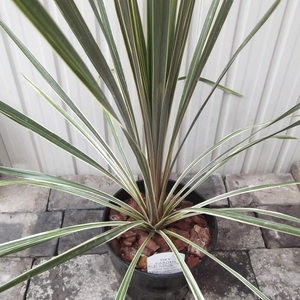 現物出品【コルジリネ・ターベイダズラー＊Cordyline australis Torbay Dazzler】６号　