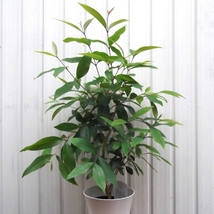 現物出品【アマゾンオリーブ＊Syzygium cumini】６号_画像2