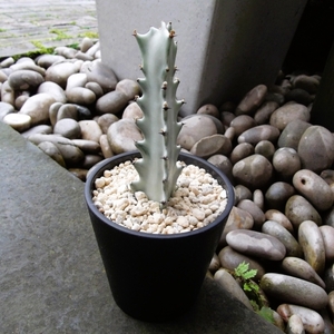 『ユーフォルビア・ホワイトゴースト＊Euphorbia lactea White Ghost』３号　写真同等品　複数あり