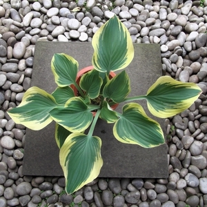  現物出品【ギボウシ・サガエ＊Hosta Sagae】６号　