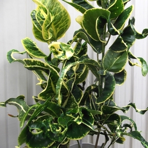 現物出品【クロトン・カール＊Codiaeum variegata】5.5号の画像1