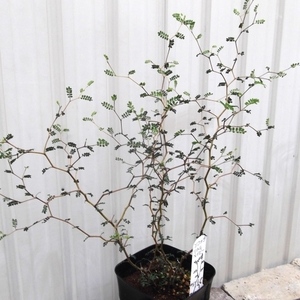 現物出品【ソフォラ・プロスタータ・リトルベイビー＊Sophora Prostrata Little Baby】５号