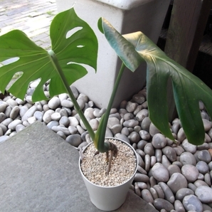 現物出品【モンステラ・デリシオサ 根上り＊Monstera deliciosa】５号の画像5