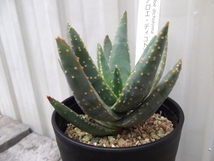 『アロエ・ディコトマ＊Aloe dichotoma』3.5号　写真同等品　複数あり_画像2