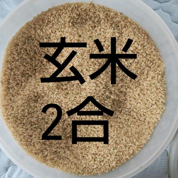 玄米2合★お試し 岐阜ハツシモ 令和5年秋収穫アウトドア キャンプ飯盒炊飯