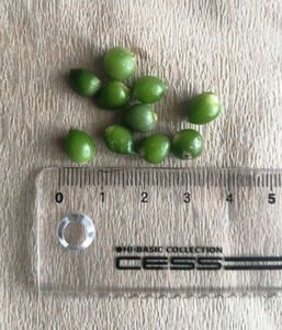 【唯一出品！小さめ】アルブカブラクテアータ（オーニソガラム・コーダツム）の赤ちゃん球根 4～6粒　丸くてカワイイ多肉系観葉植物