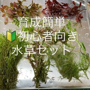 水草 水中葉 10種 ロタラインディカ ポゴステモン種 パールグラス ニードルリーフルドヴィジア 等アクセントセット無農薬 の画像1