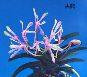 * цветок .* богатство и знатность орхидея цветок . есть [ чёрный дракон ]5шт.@.. есть весна орхидея Корея весна орхидея China орхидея длина сырой орхидея Восток орхидея луговые и горные травы суккулентное растение 
