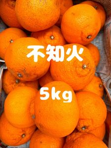 不知火　5kg (デコポンと同品種)