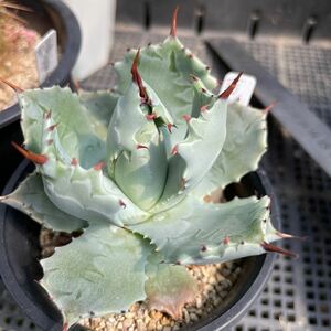 ♪多肉植物　♪ アガベ ♪　吉祥冠♪着払いのみ♪ 抜き苗対応は根が痛み商品が弱る事をご理解のほど対応可能♪4