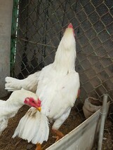 碁石大軍鶏3個+白大軍鶏3個(計6個)食用有精卵_画像8