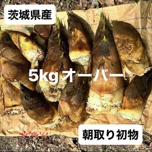 朝取り　たけのこ　筍　茨城県産　5kgオーバー　米ぬか付き　本日発送