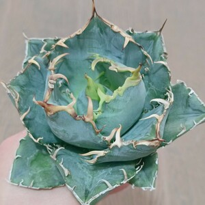 S52 特選 アガベ agave チタノタ 牡丹葉 白鯨 短葉強棘 丸葉 包葉 極上株