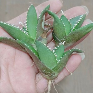 S84 特選 多肉植物 アガベ チタノタ SAD 南アフリカダイアモンド 極上3株同梱 の画像5