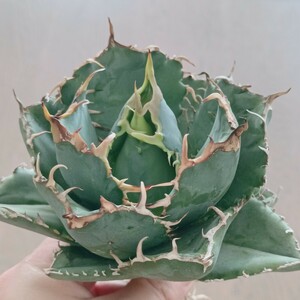 S311 特選 アガベ agave チタノタ 牡丹葉 白鯨 短葉強棘 丸葉 包葉 極上株